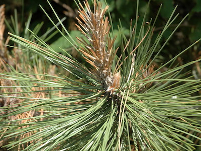 Ponderosa pine bonsai