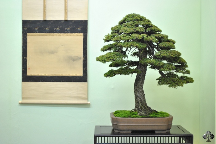 Fichte Bonsai (Picea)