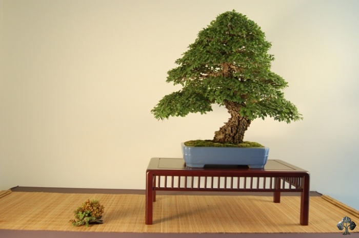 Zelkowe bonsai