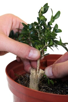 Top graft on a bonsai