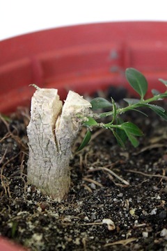 Top grafted
