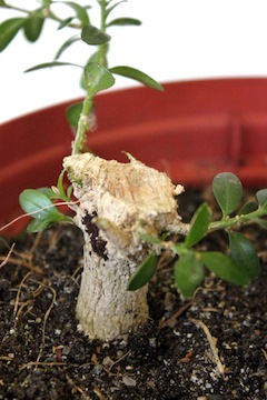 Top grfating bonsai