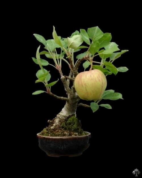 Apple on a Bonsai tree